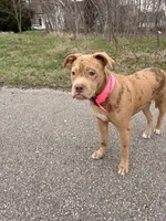 ponyo, a female American Bully for sale in Evansville, IN – 7 of 7