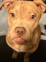 ponyo, a female American Bully for sale in Evansville, IN – 6 of 7