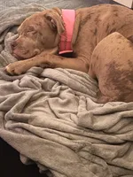 ponyo, a female American Bully for sale in Evansville, IN – 5 of 7