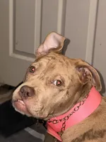 ponyo, a female American Bully for sale in Evansville, IN – 2 of 7