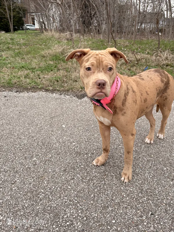 ponyo – American Bully puppy for sale in Evansville, IN