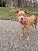 ponyo, a female American Bully for sale in Evansville, IN – 1 of 7