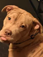 ponyo, a female American Bully for sale in Evansville, IN – 4 of 7