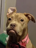 ponyo, a female American Bully for sale in Evansville, IN – 3 of 7