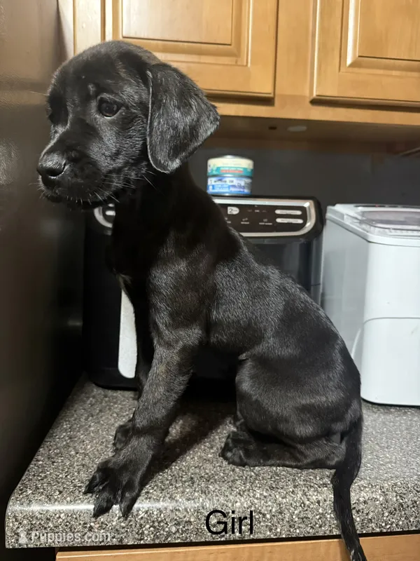 Dd – Rottweiler, Cane Corso puppy for sale in Philadelphia, PA