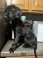 Dd, a male Rottweiler and Cane Corso for sale in Philadelphia, PA – 1 of 1
