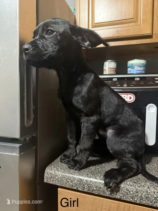 Dior – Rottweiler, Cane Corso puppy for sale in Philadelphia, PA