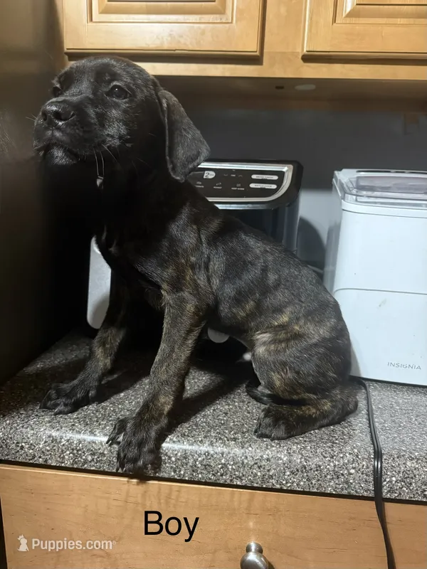 Tai lung  – Rottweiler, Cane Corso puppy for sale in Philadelphia, PA