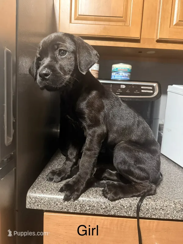 Nyla – Rottweiler, Cane Corso puppy for sale in Philadelphia, PA