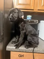 Nyla, a female Rottweiler and Cane Corso for sale in Philadelphia, PA – 1 of 1