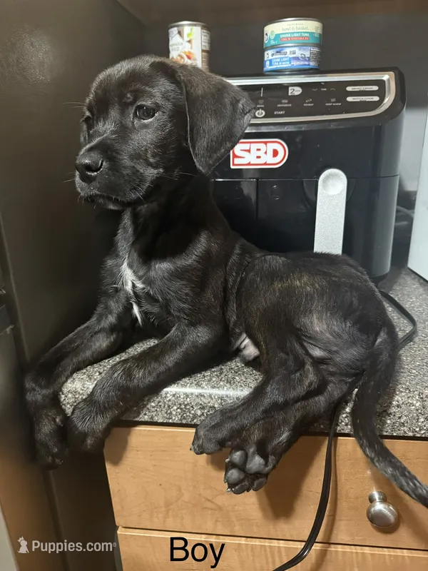 Bb – Rottweiler, Cane Corso puppy for sale in Philadelphia, PA