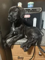 Bb, a male Rottweiler and Cane Corso for sale in Philadelphia, PA – 1 of 1