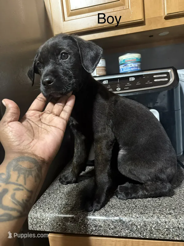 Cc – Rottweiler, Cane Corso puppy for sale in Philadelphia, PA