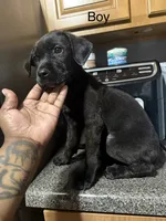 Cc, a male Rottweiler and Cane Corso for sale in Philadelphia, PA – 1 of 1
