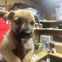 Oliver, a male American Staffordshire Terrier and Siberian Husky for sale in Glen Burnie, MD – Photo 2 of 3