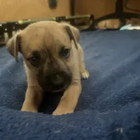 Oliver, a male American Staffordshire Terrier and Siberian Husky for sale in Glen Burnie, MD – Photo 1 of 3