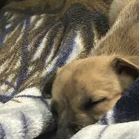 Oliver, a male American Staffordshire Terrier and Siberian Husky for sale in Glen Burnie, MD – Photo 3 of 3
