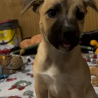 Dianna, a female American Staffordshire Terrier and Siberian Husky for sale in Glen Burnie, MD – Photo 3 of 3