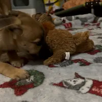 Dianna, a female American Staffordshire Terrier and Siberian Husky for sale in Glen Burnie, MD – Photo 1 of 3