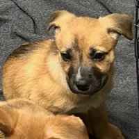 Dianna, a female American Staffordshire Terrier and Siberian Husky for sale in Glen Burnie, MD – Photo 2 of 3