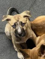 Clark, a male American Staffordshire Terrier and Siberian Husky for sale in Glen Burnie, MD – Photo 1 of 4