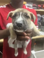 Clark, a male American Staffordshire Terrier and Siberian Husky for sale in Glen Burnie, MD – Photo 4 of 4