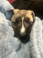 Clark, a male American Staffordshire Terrier and Siberian Husky for sale in Glen Burnie, MD – Photo 2 of 4