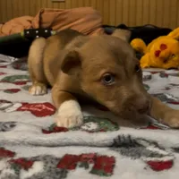 Barry, a male American Staffordshire Terrier and Siberian Husky for sale in Glen Burnie, MD – Photo 3 of 3