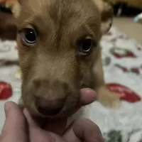 Barry, a male American Staffordshire Terrier and Siberian Husky for sale in Glen Burnie, MD – Photo 2 of 3