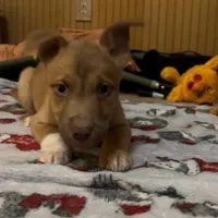 Barry, a male American Staffordshire Terrier and Siberian Husky for sale in Glen Burnie, MD – Photo 1 of 3