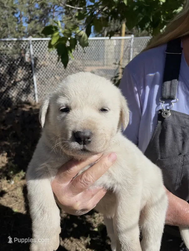 Malachi – Akbash puppy for sale in Colorado Springs, CO