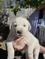 Malachi, a male Akbash for sale in Colorado Springs, CO – 1 of 1