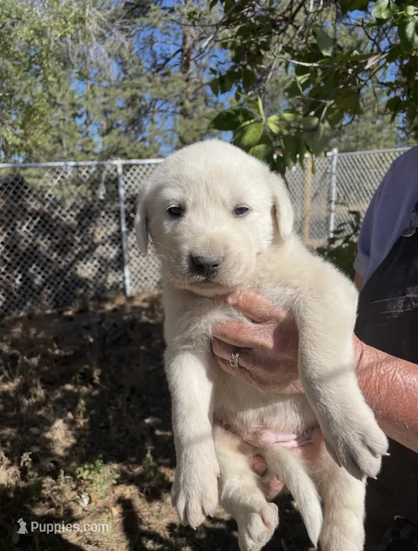 Jude – Akbash puppy for sale in Colorado Springs, CO