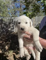 Jude, a male Akbash for sale in Colorado Springs, CO – 1 of 1