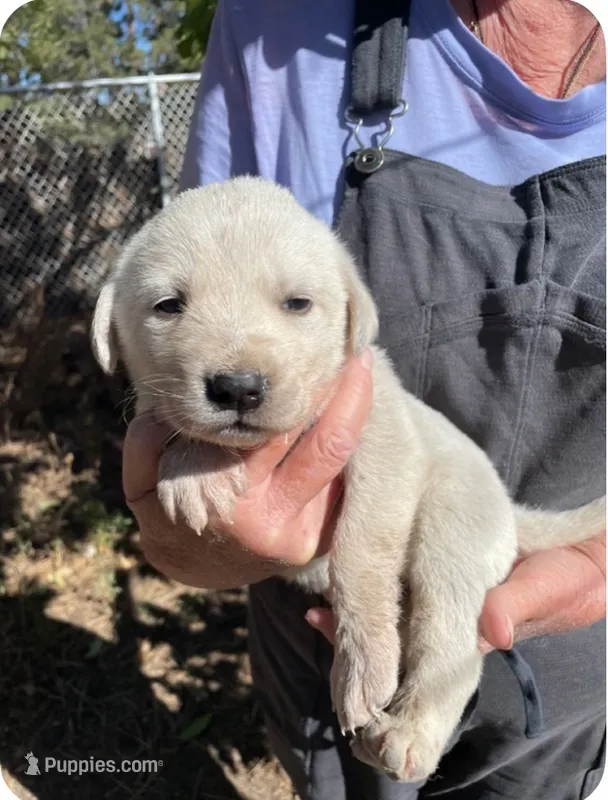 Ruth – Akbash puppy for sale in Colorado Springs, CO