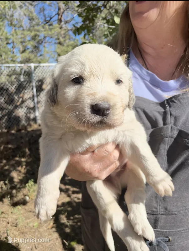 Daniel – Akbash puppy for sale in Colorado Springs, CO