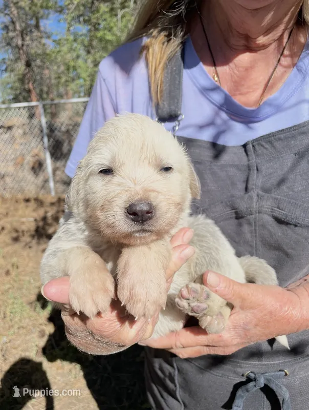 Jonah – Akbash puppy for sale in Colorado Springs, CO