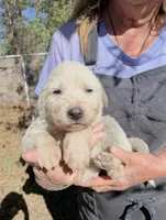 Jonah, a male Akbash for sale in Colorado Springs, CO – 1 of 1