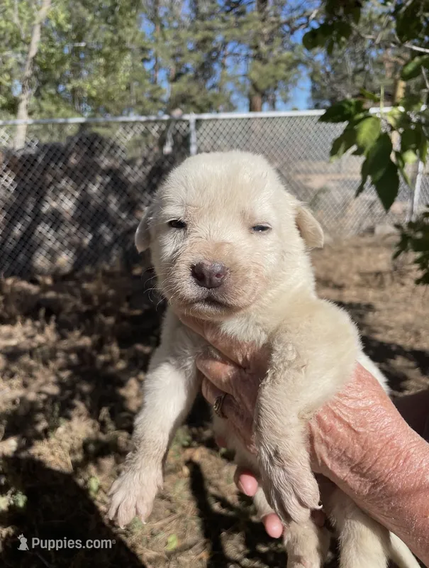 Ezequiel – Akbash puppy for sale in Colorado Springs, CO