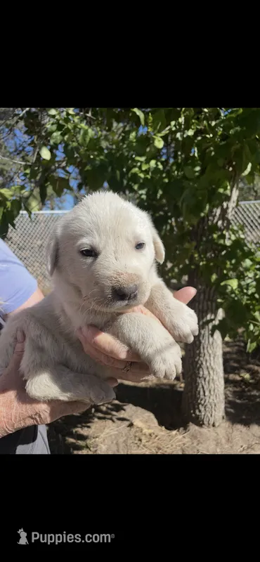 Amos – Akbash puppy for sale in Colorado Springs, CO