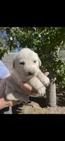 Amos, a male Akbash for sale in Colorado Springs, CO – 1 of 1