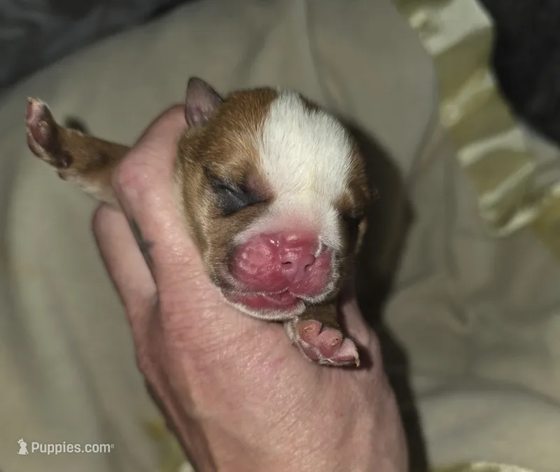 Zues  – English Bulldog puppy for sale in Arlington, WA