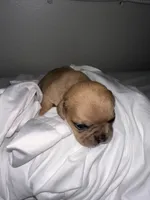 Red Fox , a male French Bulldog and Chihuahua for sale in Seattle, WA – 2 of 4