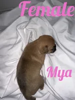 Mya , a male French Bulldog and Chihuahua for sale in Seattle, WA – 2 of 2