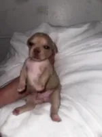 Fresh , a male French Bulldog and Chihuahua for sale in Seattle, WA – 2 of 3