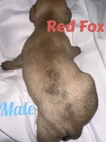 Red Fox , a male French Bulldog and Chihuahua for sale in Seattle, WA – 4 of 4