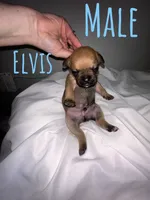 Elvis , a male French Bulldog and Chihuahua for sale in Seattle, WA – 1 of 4
