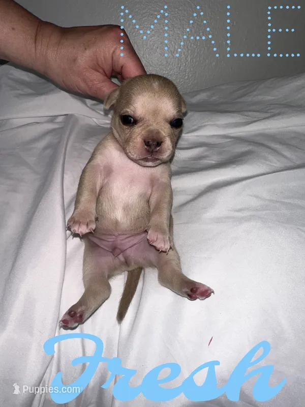 Fresh  – French Bulldog, Chihuahua puppy for sale in Seattle, WA