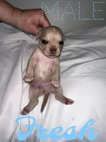 Fresh , a male French Bulldog and Chihuahua for sale in Seattle, WA – 1 of 3