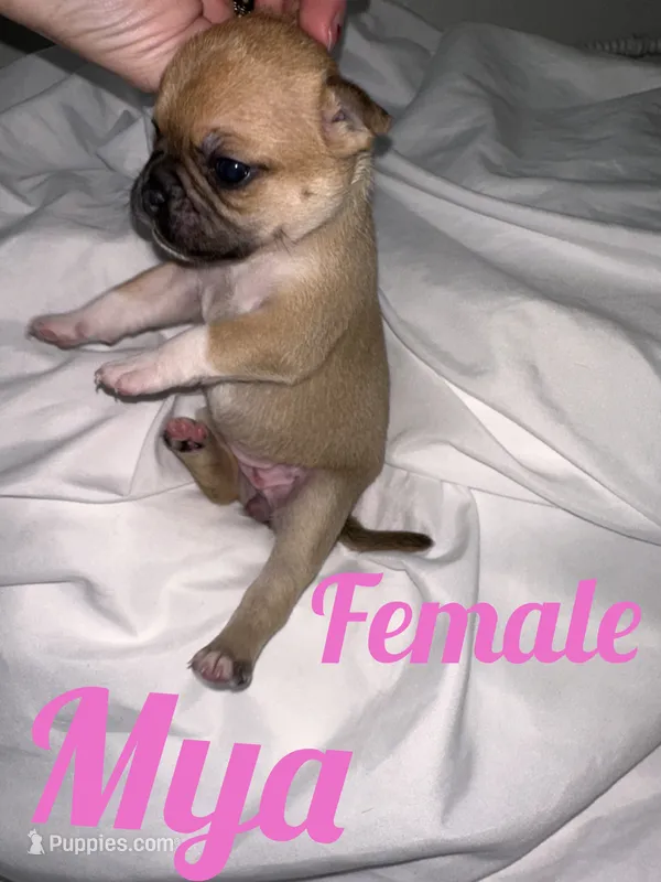 Mya  – French Bulldog, Chihuahua puppy for sale in Seattle, WA